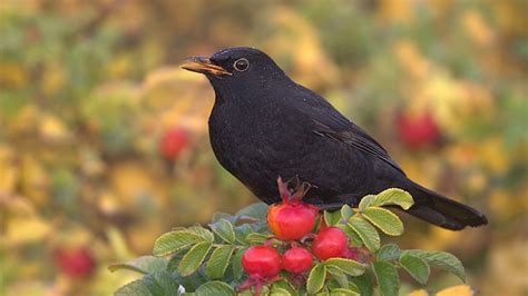 wat is fenolijn|Vroege Vogels